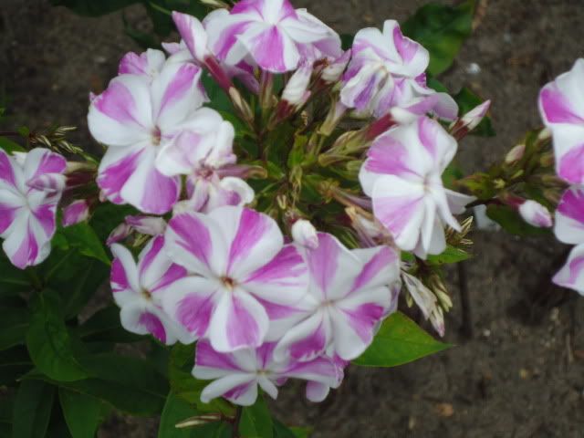 Phlox Mishenka