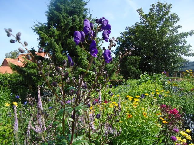 Aconitum seedling