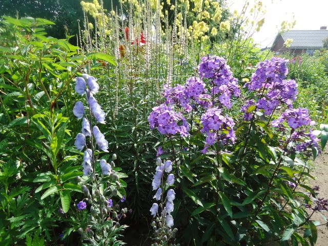 Aconitum Stainless stell