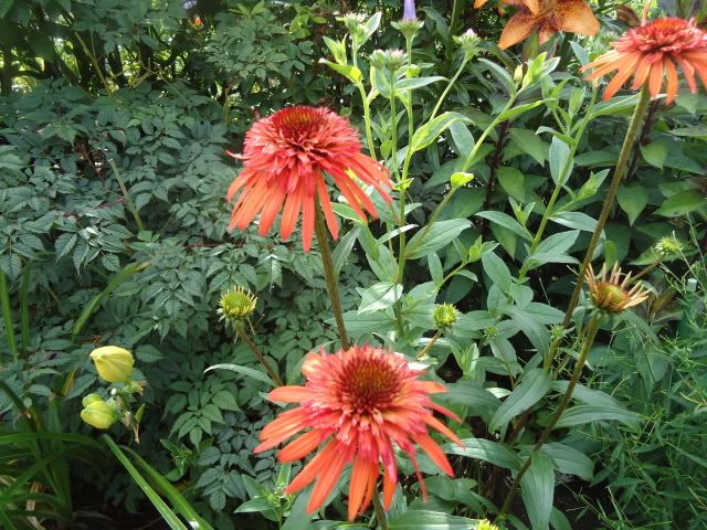 Echinacea Irresistable