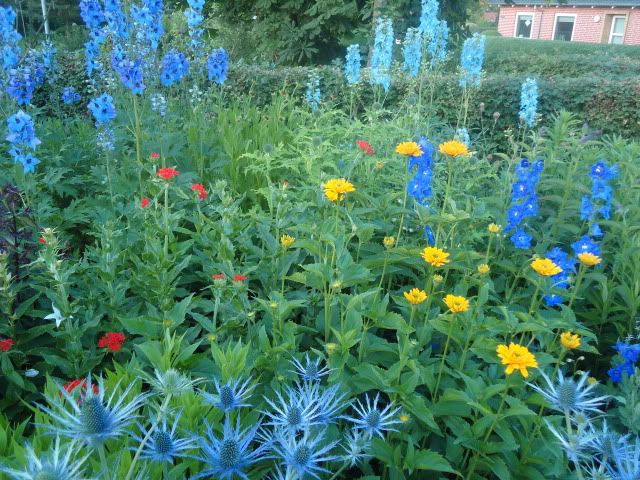 Heliopsis helianthoides