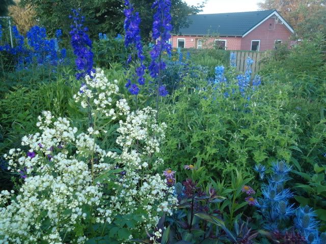 Thalictrum polygamum