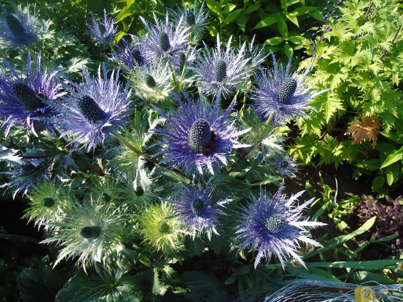 Eryngium photo DSC05832.jpg