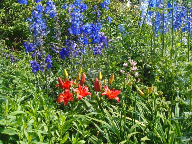 Red plus blue photo DSC05874.jpg