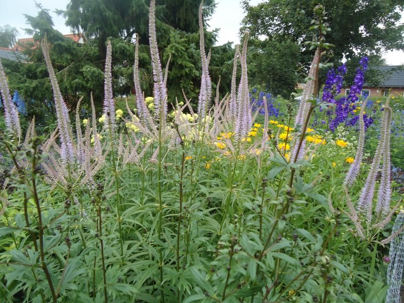 Veronicastrum virginicum photo DSC05930.jpg