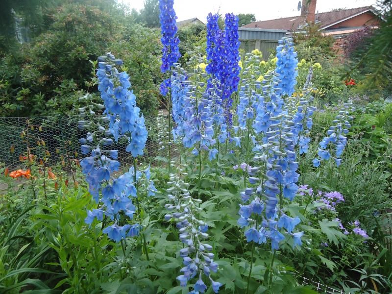 Delphinium Merlin photo DSC05940.jpg