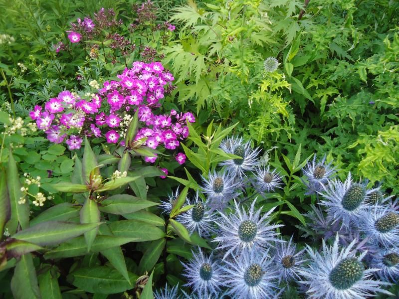 Phlox Eryngium photo DSC05965.jpg