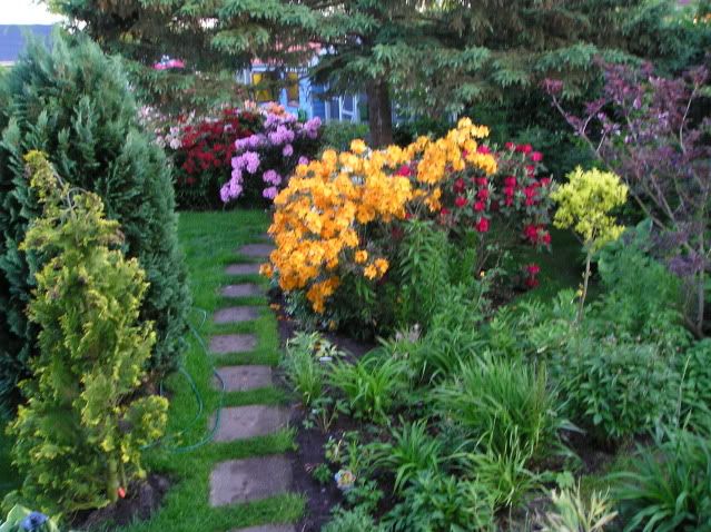 Rhododendrons in my garden