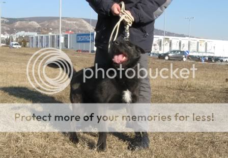 Betty_s_Bosco120131005.jpg