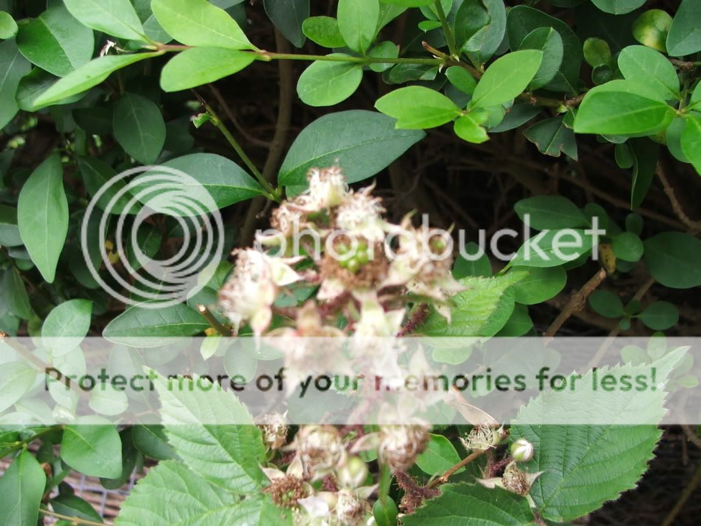 Thorny vine with white flowers? My Garden