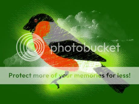 piou,bird,oiseau,vert,green,love,cloud,white,praly,omototo,eye