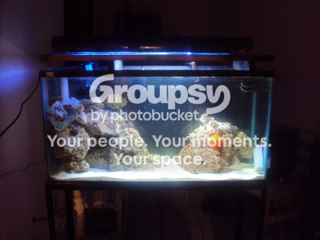 [TodoMarino.com] Mi Pequeño Tanque , Solo Peces