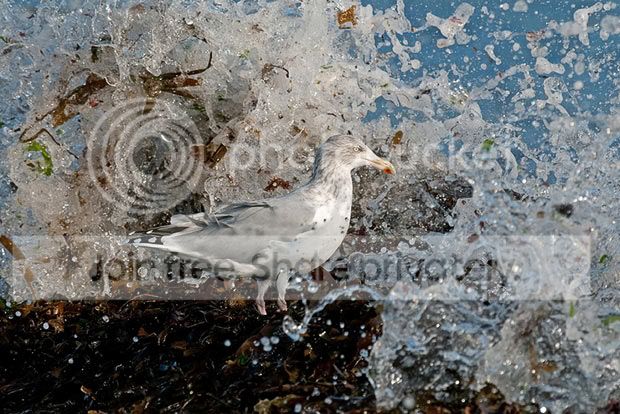 gull_1734072i.jpg