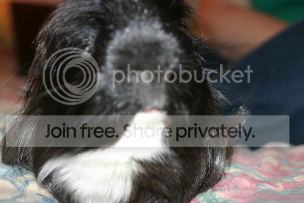 GuineaPigs024.jpg
