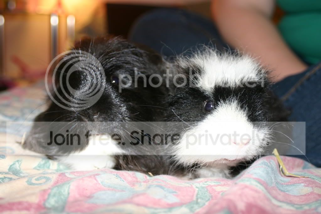 GuineaPigs031.jpg